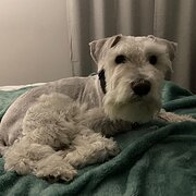 Home Owner wanting sitter in , Western Australia