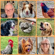 House Sitter - Retired, friendly reliable couple