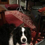 Home Owner wanting sitter in Kyneton, Victoria