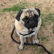 Home Owner wanting sitter in , New South Wales