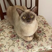 Home Owner wanting sitter in Brisbane , Queensland
