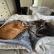 Home Owner wanting sitter in Sydney, New South Wales