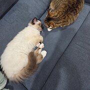 Home Owner wanting sitter in , Western Australia