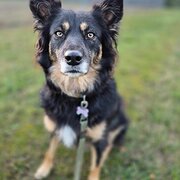 Home Owner wanting sitter in Launceston, Tasmania