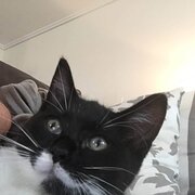 Home Owner wanting sitter in Southport, Queensland