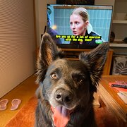 Home Owner wanting sitter in Canberra, New South Wales