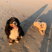 Home Owner wanting sitter in Geelong , Victoria