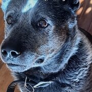 House Sitter - Blueys dad