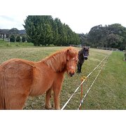 Home Owner wanting sitter in Melbourne, Victoria