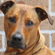 Home Owner wanting sitter in , New South Wales
