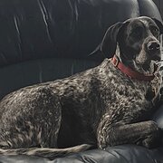 Home Owner wanting sitter in Geelong, Victoria