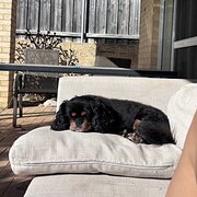 Home Owner wanting sitter in Perth, Western Australia