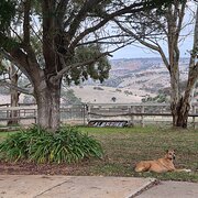 Home Owner wanting sitter in Gawler, South Australia