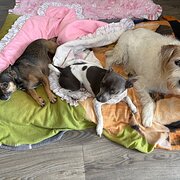 Home Owner wanting sitter in Brisbane, Queensland