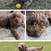 Home Owner wanting sitter in , New South Wales