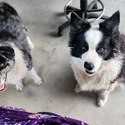Home Owner wanting sitter in , Queensland