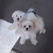 Home Owner wanting sitter in Hervey Bay, Queensland