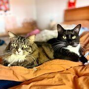 Home Owner wanting sitter in , Western Australia
