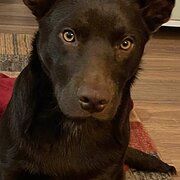 Home Owner wanting sitter in Bateman’s Bay, New South Wales