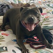 Home Owner wanting sitter in Adelaide , South Australia