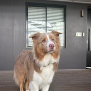 Home Owner wanting sitter in Sydney, New South Wales