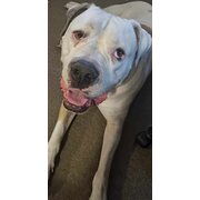 Home Owner wanting sitter in , Western Australia
