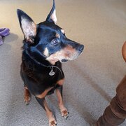 Home Owner wanting sitter in Launceston , Tasmania