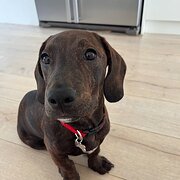 Home Owner wanting sitter in , New South Wales