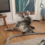 Home Owner wanting sitter in Sydney, New South Wales