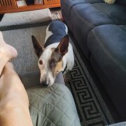 Home Owner wanting sitter in Cairns, Queensland