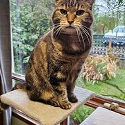 Home Owner wanting sitter in Devonport, Tasmania