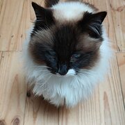 Home Owner wanting sitter in Woden, Australian Capital Territory