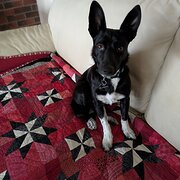 Home Owner wanting sitter in Stirling, South Australia