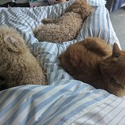 Home Owner wanting sitter in Perth, Western Australia