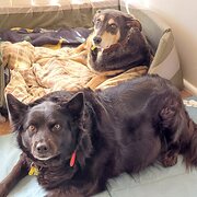 Home Owner wanting sitter in Toowoomba, Queensland