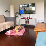 Home Owner wanting sitter in Melbourne, Victoria