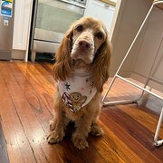Home Owner wanting sitter in , Queensland
