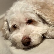 Home Owner wanting sitter in Perth, Western Australia
