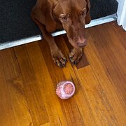 Home Owner wanting sitter in Mornington, Victoria