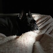 Home Owner wanting sitter in , Victoria