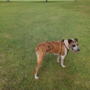 Home Owner wanting sitter in Brisbane, Queensland