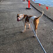 Home Owner wanting sitter in , Queensland