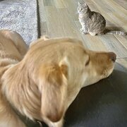 Home Owner wanting sitter in , Victoria