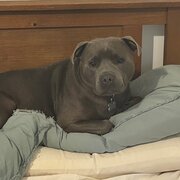 Home Owner wanting sitter in , New South Wales