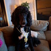 Home Owner wanting sitter in Melbourne , Victoria