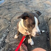 Home Owner wanting sitter in Sydney, New South Wales