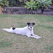 Home Owner wanting sitter in Benowa, Gold Coast, Queensland