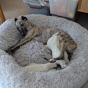 Home Owner wanting sitter in Geelong, Victoria