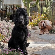 Home Owner wanting sitter in Newcastle, New South Wales