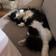 Home Owner wanting sitter in , Queensland